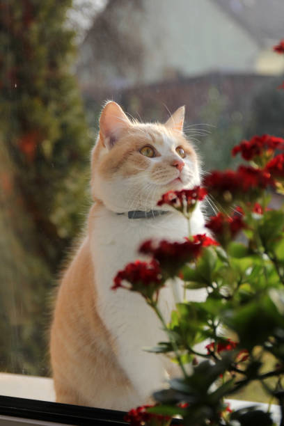 istock Cat with red flowers in the window 1200766036