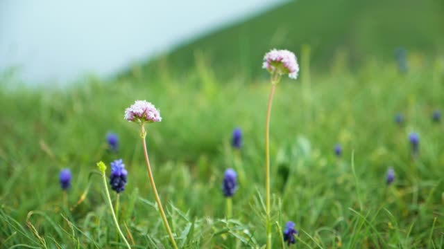 Flowery Meadow In Super Slow Motion Dolly Shot Video HD