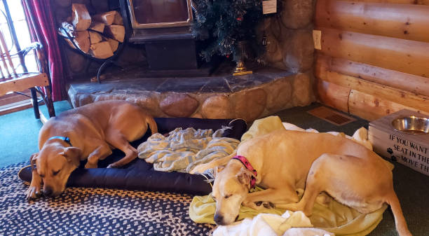 istock Dogs sleeping in a wood cabin 1200769205