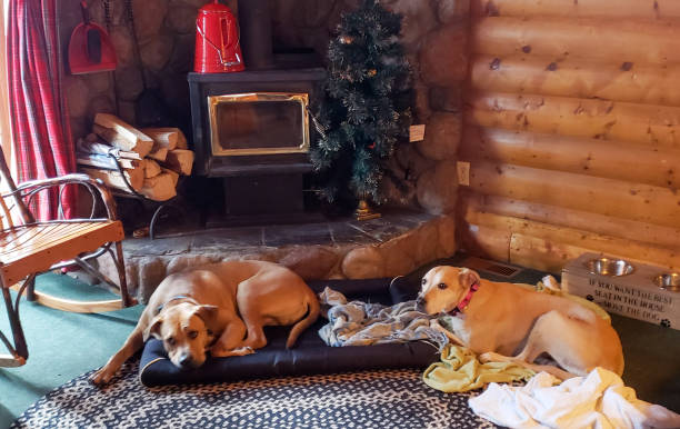 istock Dogs relaxing by the fireplace 1200769217