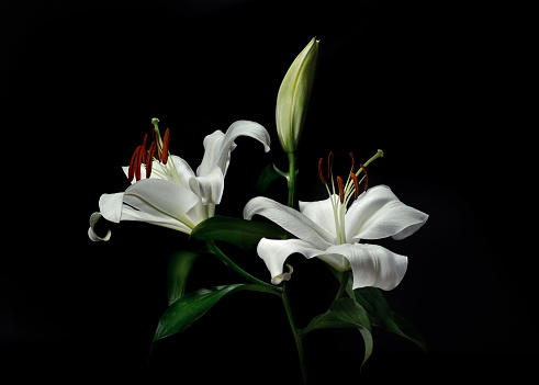Easter Lily (Lilium longiflorumon) close up on a plain background.
