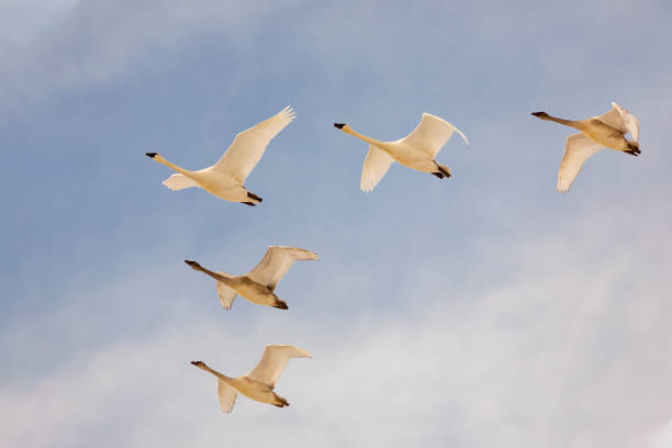 istock Trumpeter swans flying in a perfect V formation 1200770886