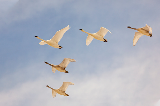 Trumpeter swans flying in a perfect V formation