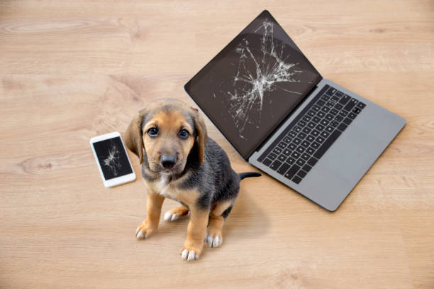 perro malo sentado en los pedazos rotos de la computadora portátil y el teléfono - animal cell fotografías e imágenes de stock