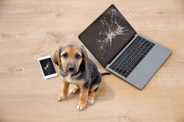 cane cattivo seduto sui pezzi strappati di laptop e telefono - animal cell foto e immagini stock