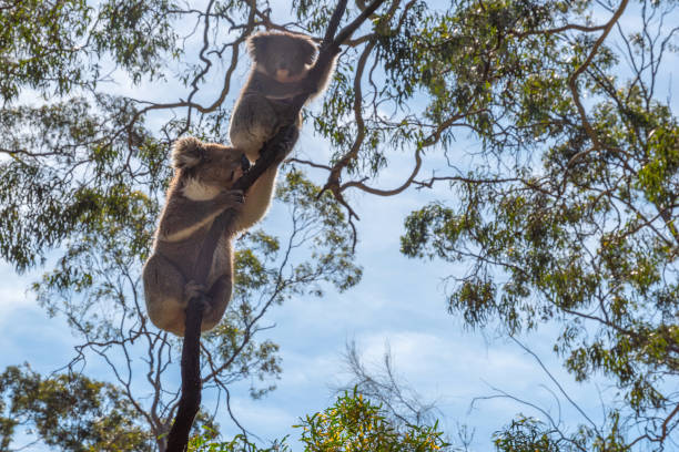 Koalas, Belair National Park, Adelaide, Australia Koalas in the Belair National Park, Adelaide, Australia sleeping koala bear stock pictures, royalty-free photos & images