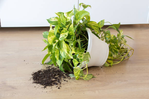Overthrown house plant Overthrown house plant indoors at home spanish flower pots stock pictures, royalty-free photos & images