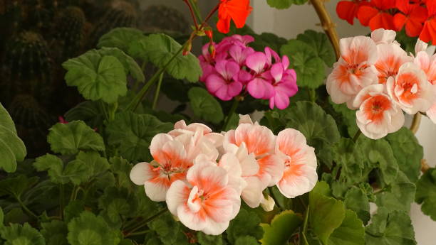 istock Blooming pelargonium in green foliage. 1200771038