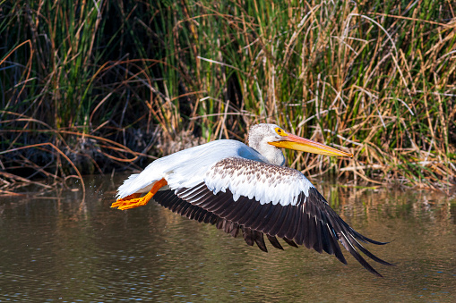 American White Pelican taking off in flight over marshy water with tall reed grasses.
