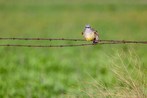 istock Western Kingbird perched on old rusty twisted barbed wire 1200771288