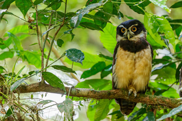 Spectacled owl in the forest Spectacled owl in the forest near the city of Guapiles in Costa Rica spectacled owls (pulsatrix perspicillata) stock pictures, royalty-free photos & images