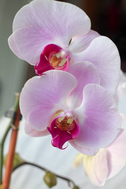 istock beautiful pink and white blooming orchid in home spa 1200772671