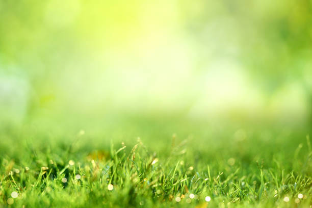istock Spring and nature background concept, Close up green grass field background and sunlight. 1200775012