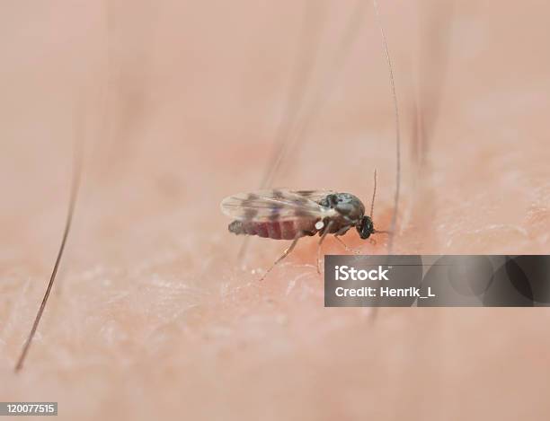 Black Fly Sucking Blood On Human Arm Stock Photo - Download Image Now - Black Fly, Biting, Blood
