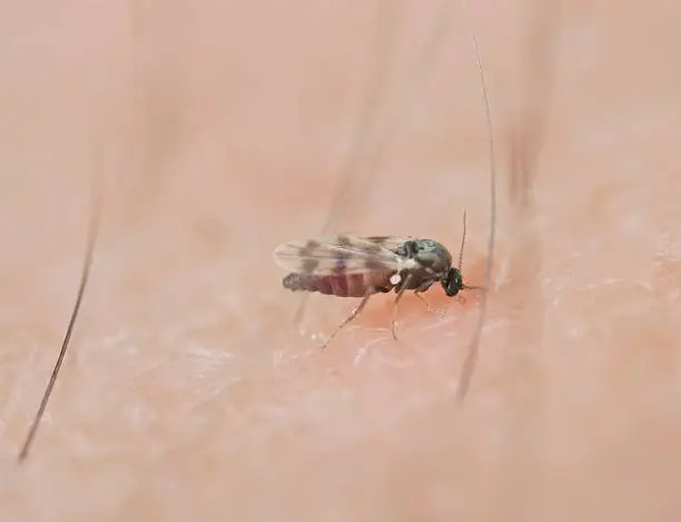 Photo of Black fly sucking blood on human arm