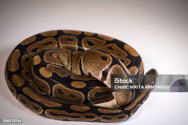 Python Hitam Putih Royal Python Warna Alami Adalah Normal Ular Alam Liar Latar Belakang ...