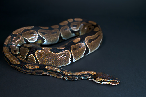Royal Python Warna Alami Adalah Normal Ular Latar Belakang Hitam Foto ...