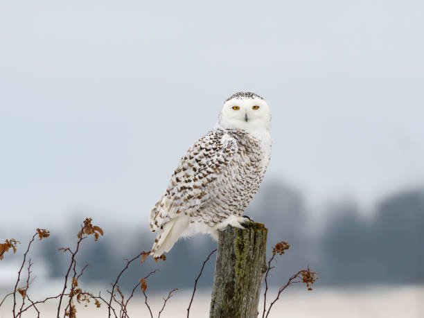 weibliche schneeeule sitzen auf zaunpfosten, portrait - owl snowy owl snow isolated stock-fotos und bilder