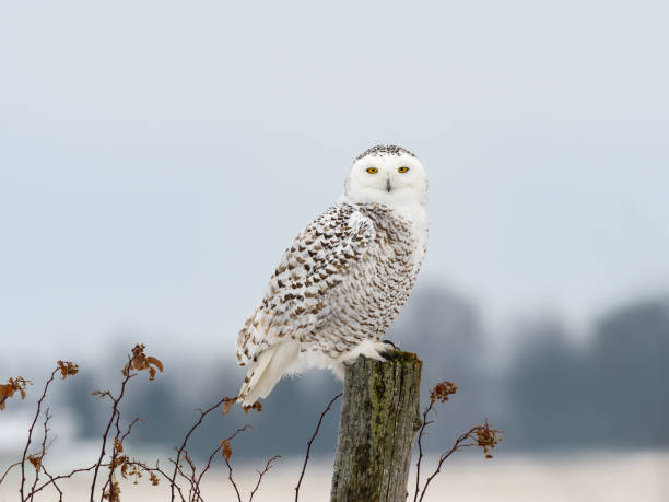 самка снежная сова сидит на заборе пост, портрет - owl snowy owl snow isolated стоковые фото и изображения