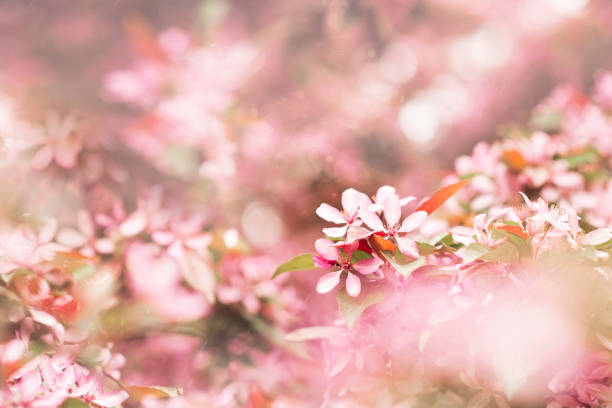 istock Springtime blossoming pink branch blooming background and backdrop flowers 1200776566
