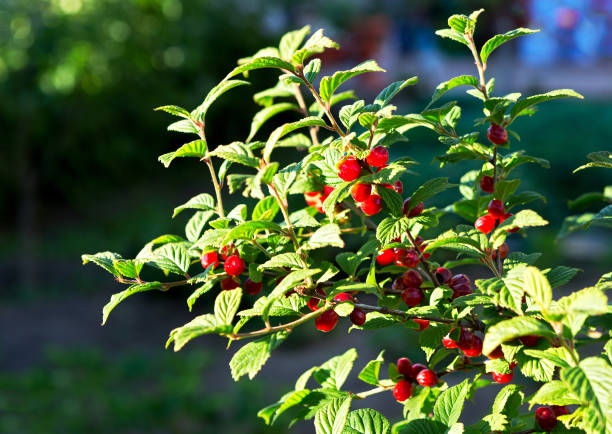 red delicious cherries on a branch in the summer