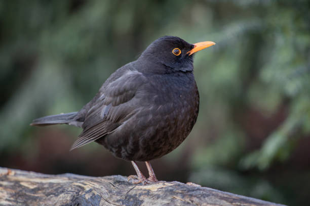 istock close up of blackbird in wintertime 1200776795