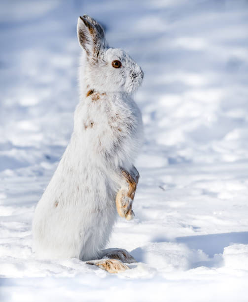istock White Snowshoe Hare Standing on Snow in Winter 1200776890
