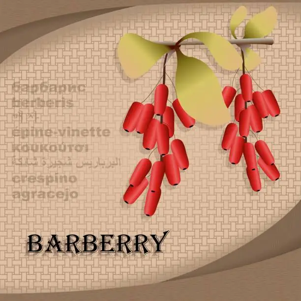 Vector illustration of Label sticker with seasoning barberry vector image