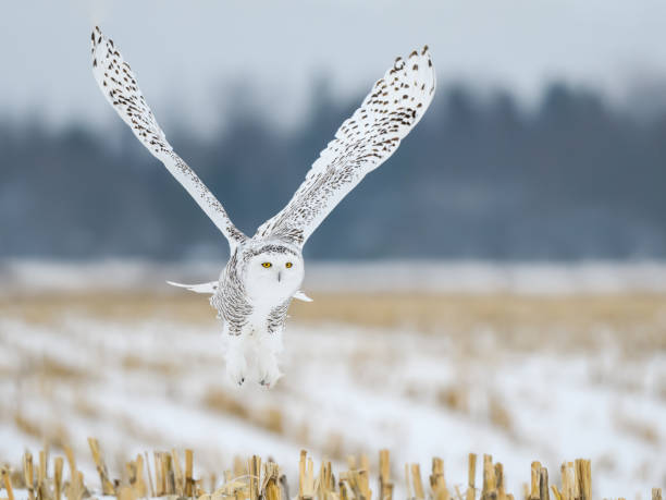 istock Female Snowy Owl Flying Low Over  Snow Covered Corn Field in Winter 1200778314
