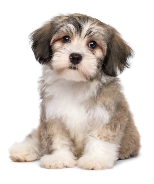 istock Beautiful sitting little havanese puppy 1200779118