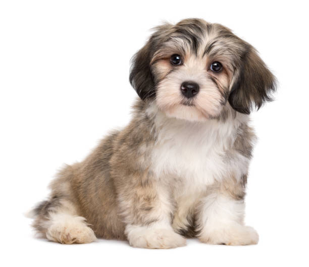istock Cute sitting little havanese puppy 1200779120
