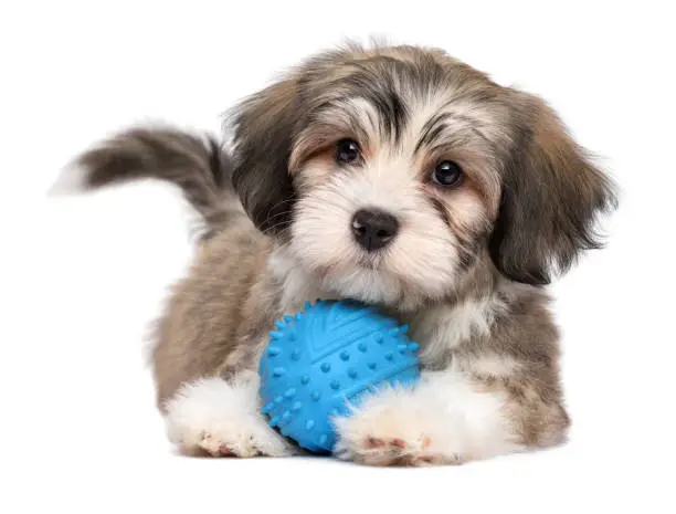 Cute lying havanese puppy dog with a blue toy ball - isolated on white background