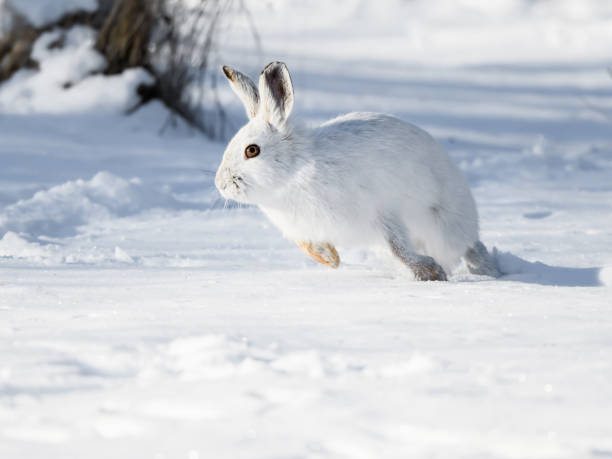 istock White Snowshoe Hare Running in Winter 1200780199