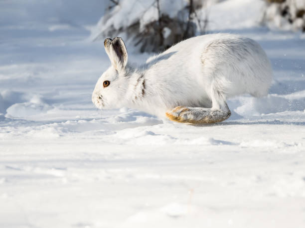 istock White Snowshoe Hare Running in Winter 1200780210