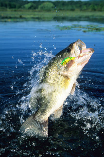 istock Largemouth Bass 6736 1200780293