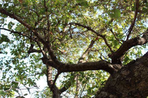 istock QUERCUS AGRIFOLIA - WILL ROGERS SP - 122519 B 1200780395