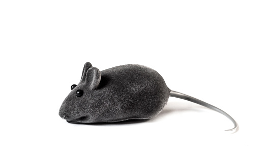 Gray pet toy mouse isolated on white background
