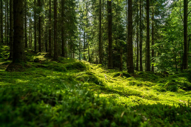 vacker grön mossig skog i sverige - svensk skog bildbanksfoton och bilder
