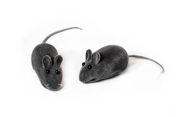 istock Gray pet toy mice isolated on white background 1200781311