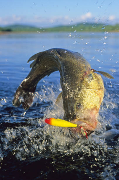 istock Largemouth Bass 6772 1200781418