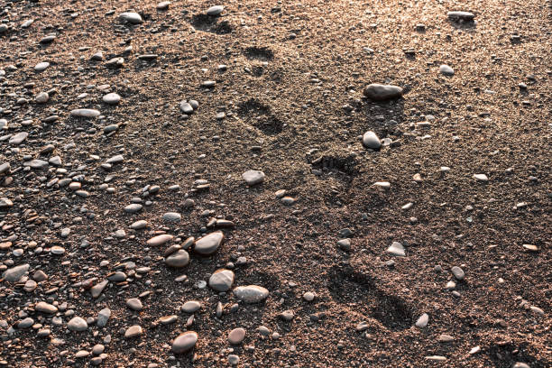Wet imprints of trainers on a slate path