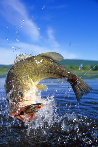 largemouth bass jumping at surface fighting a minnow imitation lure