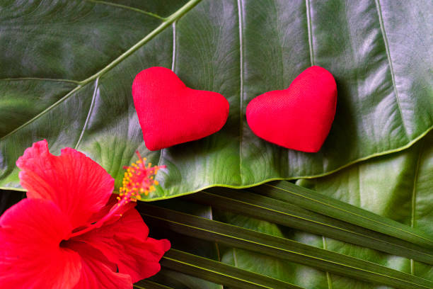 Close-Up Of Heart Shape Made From Red Tulip Petals On White Background