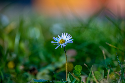 the white daisy flowers on the background of green grass