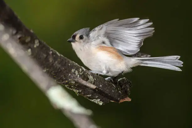 Tufted Titmouse About to Take to Flight from Tree Branch