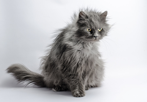 shaggy angry gray adult big fluffy cat on a light background