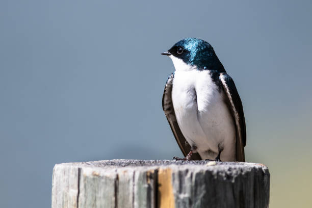 istock Spunky Little Tree Swallow Perched atop a Weathered Wooden Post 1200784514
