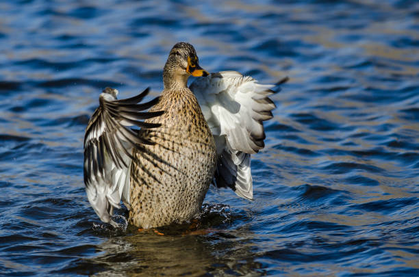 istock Mallard Duck Stretching Its Wings While Resting on the Water 1200784571