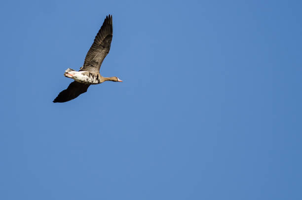 istock Lone Greater White-Fronted Goose Flying in a Blue Sky 1200784632