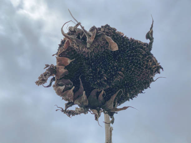 istock Wilting Sunflower Plant Stalk in Wintertime 1200785695